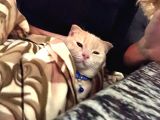 Scottish Fold Sağlıklı Aşıları Tam Kısır Değil