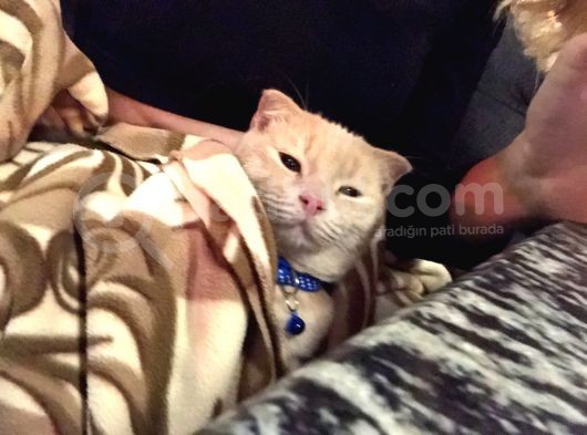 Scottish Fold Sağlıklı Aşıları Tam Kısır Değil görsel