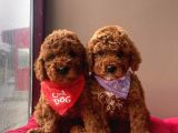 Red Brown Toy Poodle Yavrular