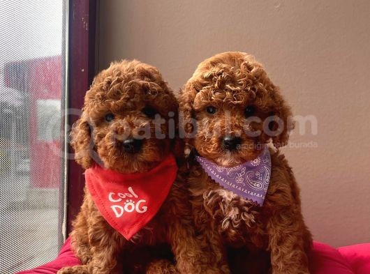 Red Brown Toy Poodle Yavrular görsel