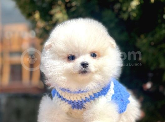 Ayı Surat Sevimli Boo Pomeranian Yavrular görsel
