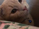 Scottish Fold Sağlıklı aşıları Tam Kısır Değil