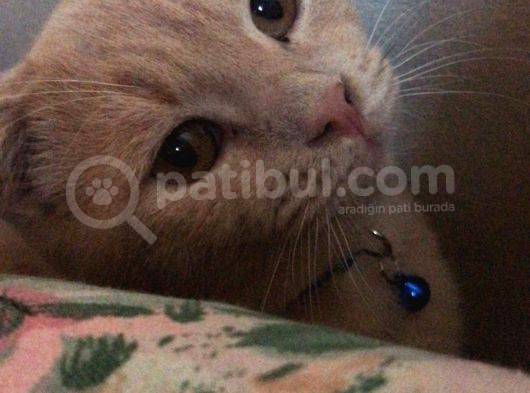 Scottish Fold Sağlıklı Aşıları Tam Kısır Değil