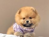 Safkan Pomeranian Boo Yavrular