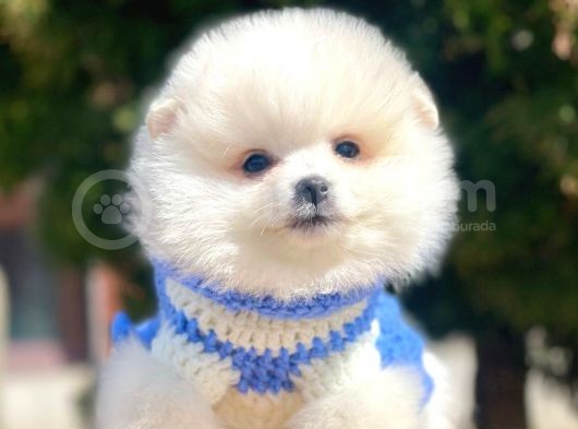 Ayı Surat Sevimli Boo Pomeranian Yavrular görsel