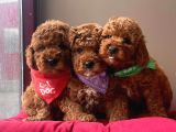Red Brown Toy Poodle Yavrular