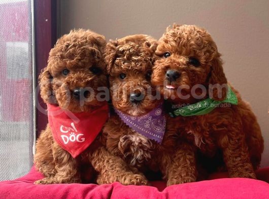 Red Brown Toy Poodle Yavrular