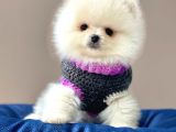 Safkan Pomeranian Boo Yavrular
