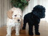 Safkan Toypoodle Show Clas