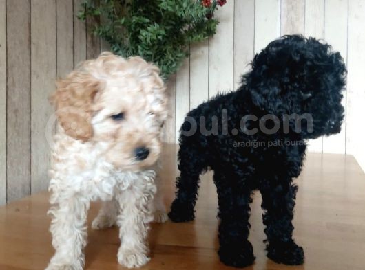 Safkan Toypoodle Show Clas görsel