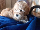 Safkan Toypoodle Show Clas