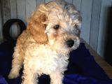 Safkan Toypoodle Show Clas