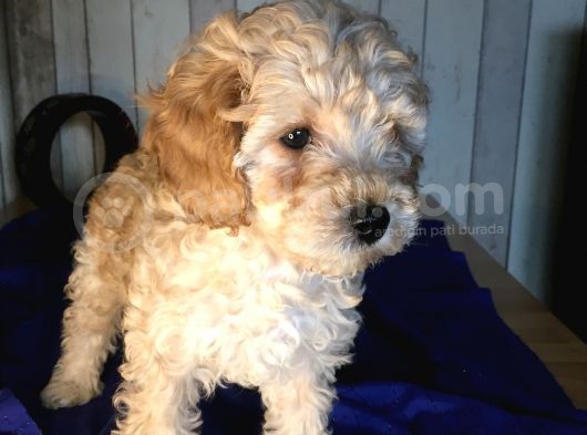 Safkan Toypoodle Show Clas
