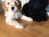 Safkan Toypoodle Show Clas