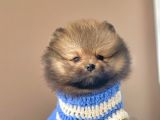 Safkan Pomeranian Boo Yavrular