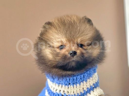 Safkan Pomeranian Boo Yavrular görsel