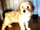 Safkan Toypoodle Show Clas