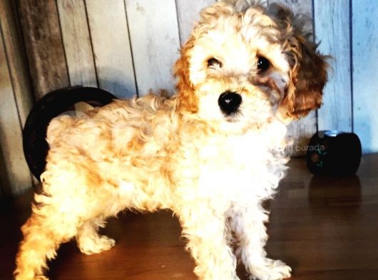 Safkan Toypoodle Show Clas görsel