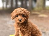 Red Toy Poodle Garanti̇li̇