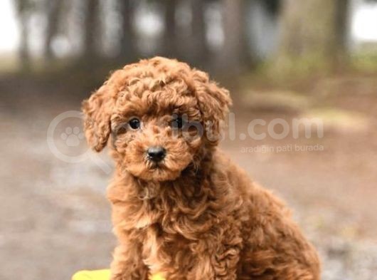 Red Toy Poodle Garanti̇li̇ görsel