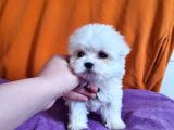 Korean Maltese Yavrularımız