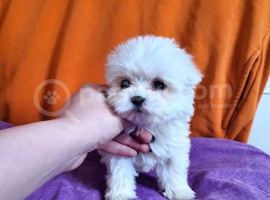 Korean Maltese Yavrularımız