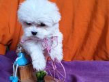 Korean Maltese Yavrularımız