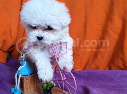 Korean Maltese Yavrularımız görsel