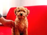 Mi̇nyatür Toy Poodle Yavrumuz