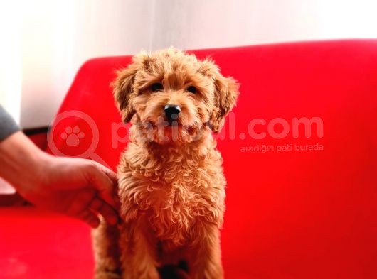 Mi̇nyatür Toy Poodle Yavrumuz