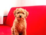 Mi̇nyatür Toy Poodle Yavrumuz