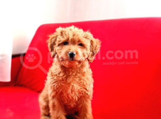 Mi̇nyatür Toy Poodle Yavrumuz görsel