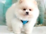Teddy Face Pomeranian Boo Yavrularımız