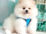 Teddy Face Pomeranian Boo Yavrularımız