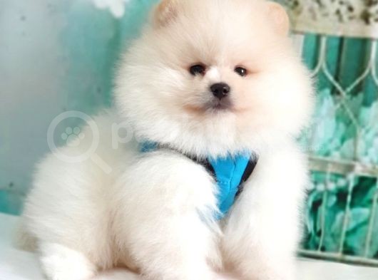 Teddy Face Pomeranian Boo Yavrularımız görsel