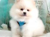 Teddy Face Pomeranian Boo Yavrularımız