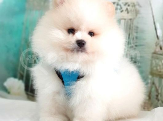 Teddy Face Pomeranian Boo Yavrularımız görsel