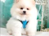 Teddy Face Pomeranian Boo Yavrularımız