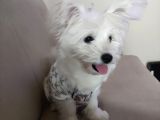 5.5Aylik Dişi Maltese Cinsi Köpeğimi Sahiplendirmek Zorundayız