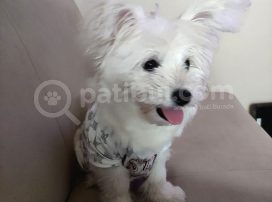5.5Aylik Dişi Maltese Cinsi Köpeğimi Sahiplendirmek Zorundayız görsel