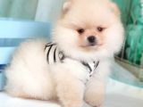 Teddy Face Pomeranian Boo Yavrularımız