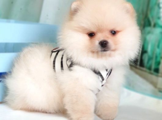 Teddy Face Pomeranian Boo Yavrularımız görsel