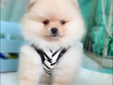 Teddy Face Pomeranian Boo Yavrularımız