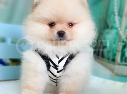 Teddy Face Pomeranian Boo Yavrularımız görsel