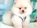 Teddy Face Pomeranian Boo Yavrularımız