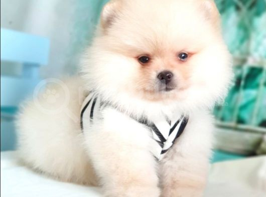 Teddy Face Pomeranian Boo Yavrularımız görsel