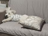 5.5aylik Dişi Maltese Cinsi Köpeğimi Sahiplendirmek Zorundayız
