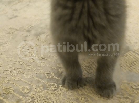 Safkan British Shorthai̇r Erkek Yavrular görsel