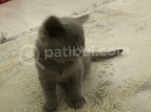 Safkan British Shorthai̇r Erkek Yavrular görsel