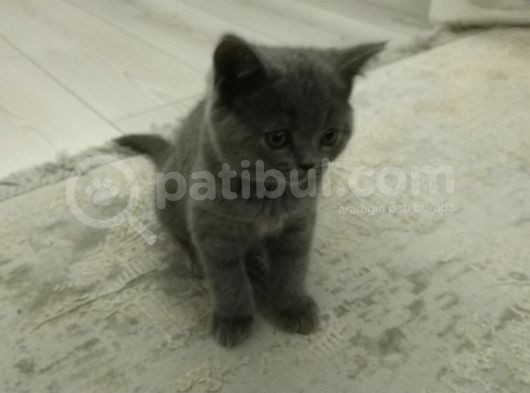 Safkan British Shorthai̇r Erkek Yavrular